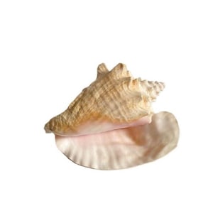 May include: A large, beige conch shell with a spiral shape and a wide, open mouth. The shell has a textured surface with a light pink interior. The conch shell is set against a white background.