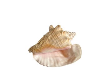 7-8” NO SLIT Bahamian Queen Conch Shell Horn I Pink Conch Shell