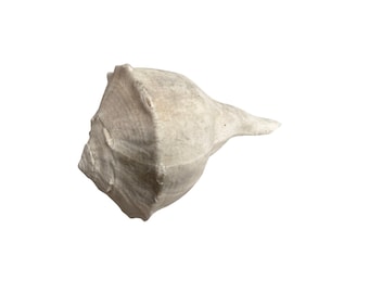 Witte bliksemwulkschelp - 8 inch
