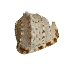 May include: A large, textured seashell with a cream-colored base and brown spotted patterns. The shell features prominent vertical ridges and a series of small, rounded protrusions along its side, with a wide, flared opening at the base.