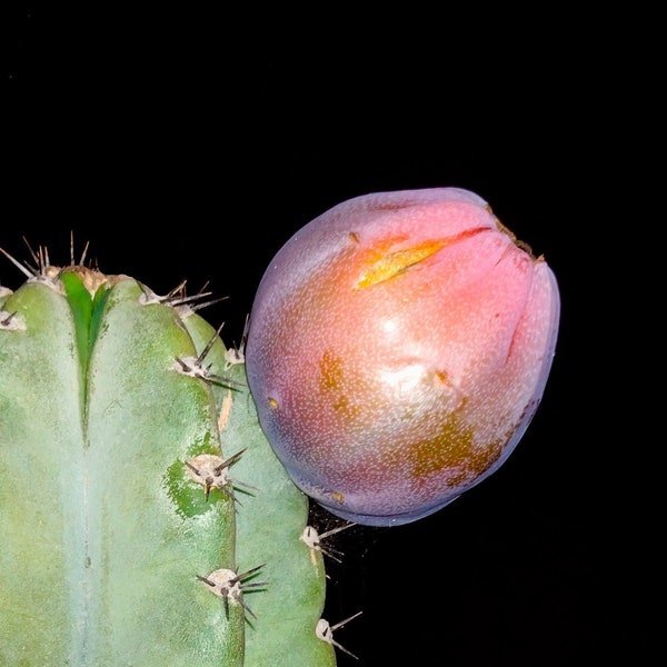 Cereus Peruvianus - Peruvian Apple Cactus - White and Pink Flower