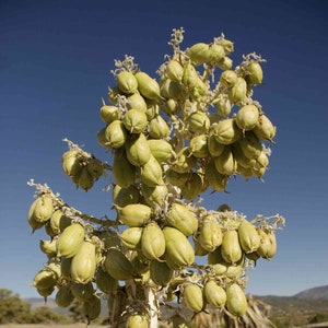 Yucca baccata Seeds - Edible Fruits - Banana Yucca - Blue Yucca - Soapweed - Datil Yucca