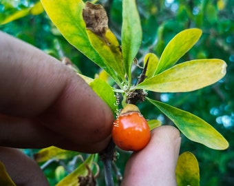 Goji Europeo - Lycium europaeum - 30 seeds