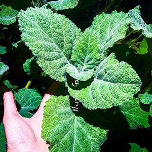 Salvia desoleana Plants Rare Sardinian Endemic Super rare Plants image 1