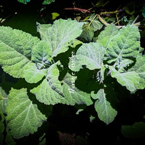 Salvia desoleana Plants Rare Sardinian Endemic Super rare Plants image 2