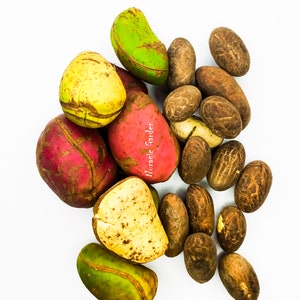 Bitter Cola From Morocco - Kola nut - Kola nut seeds from Morocco - Bitter Kola nut - Garcinia Kola