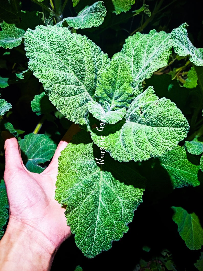 Salvia desoleana Plants Rare Sardinian Endemic Super rare Plants image 1