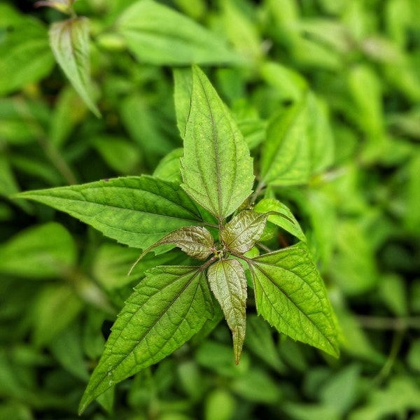 Graines de Calea Zacatechichi - Herbe de rêve mexicaine