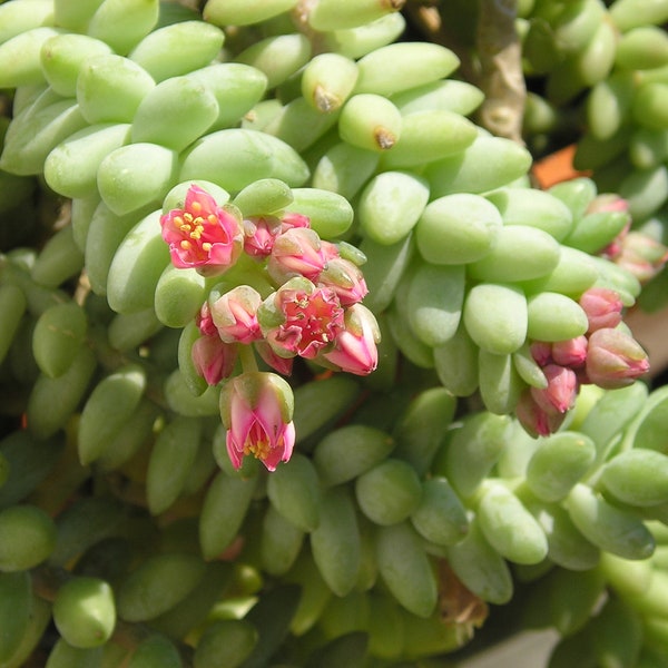 Sedum Burrito - Sedum morganianum - Donkey Tail Cuttings - Donkey Tail Cuttings