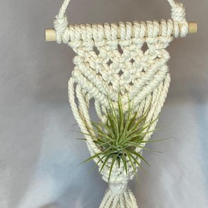 May include: Cream-colored macrame plant hanger with a wooden dowel and a tassel. The woven design holds a green air plant. The hanger is suspended from a knotted rope.