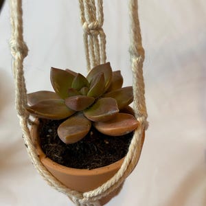Puede incluir: Una pequeña planta suculenta en una maceta de terracota suspendida por un colgador de macramé color crema. La suculenta tiene hojas verdes y rojizas. El macramé está anudado y tiene un diseño sencillo.