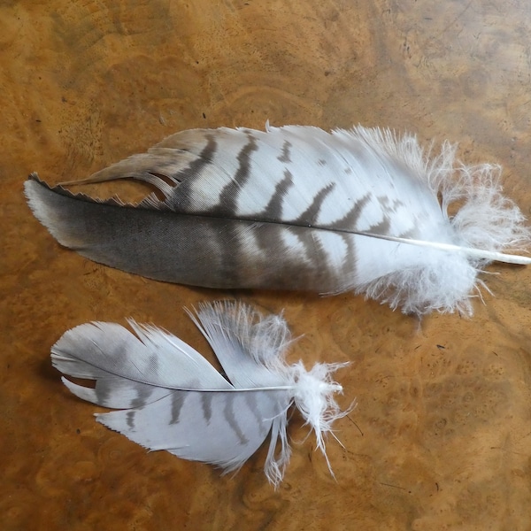 2 x RED KITE FEATHERS - Spiritual - Magical - Insight - Courage - Talisman - Totem - Hawk - Folklore - Woodland -Milvus Milvus  Bird of Prey