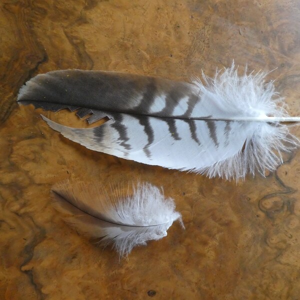 2 x RED KITE FEATHERS - Spiritual - Magical - Insight - Courage - Talisman - Totem - Hawk - Folklore - Woodland -Milvus Milvus  Bird of Prey