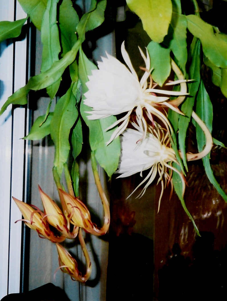 Epiphyllum Oxypetallum Rare Moonflower Rooted Cutting Etsy France