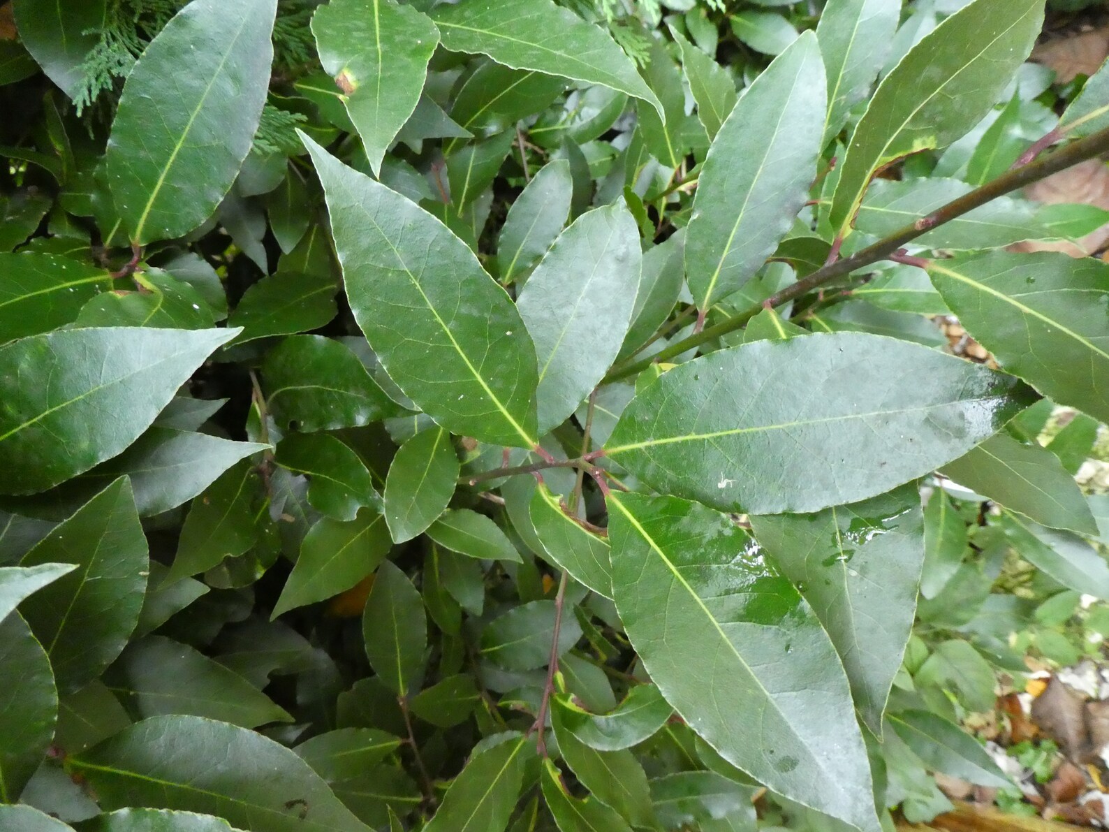 50 Fresh BAY Leaves UK ONLY Picked to Order Organic Etsy Canada