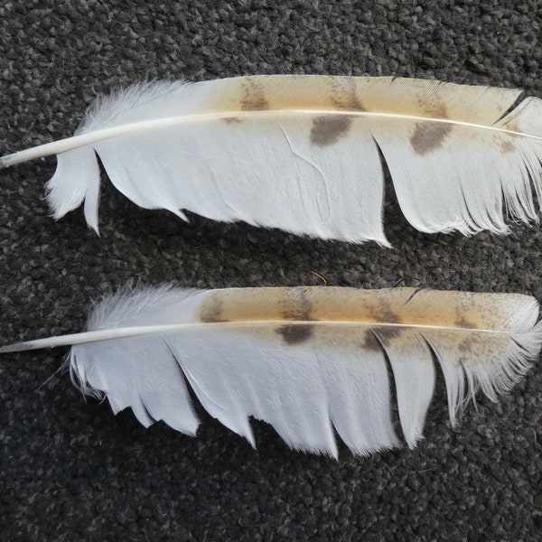 BARN OWL feathers x 2 - Tyto Alba - Mystical - Wisdom - Insight - Spiritual Healing - Bird of Prey