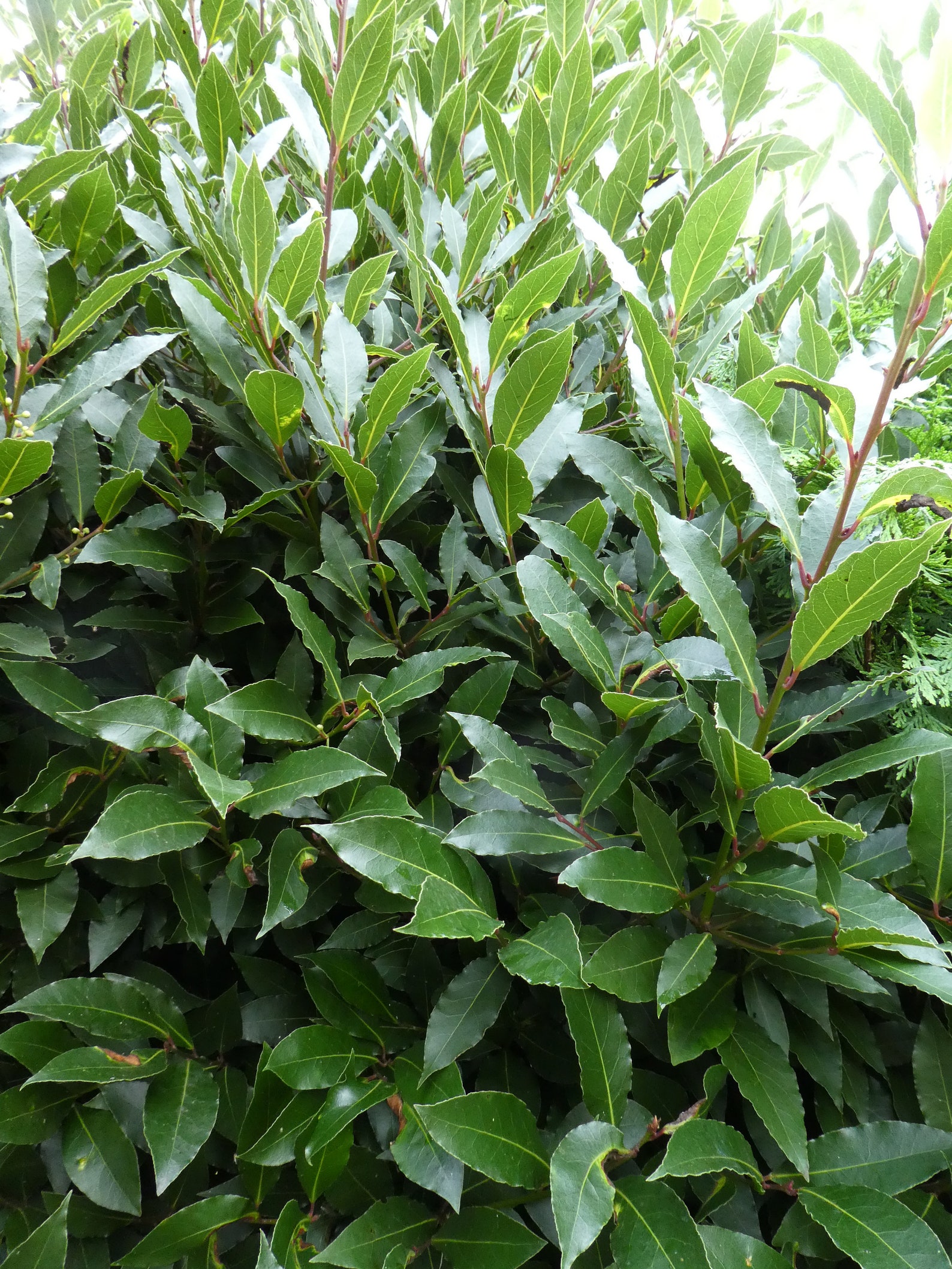 50 Fresh BAY Leaves UK ONLY Picked to Order Organic Etsy Canada