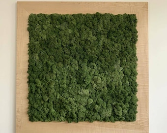 Preserved Reindeer moss Wall art with hand made Curly Maple frame