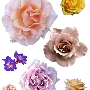 Portland Rose Garden Roses Cutout Transparent Background PNG + JPG Spring Roses