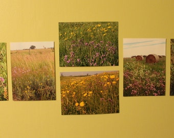 Prairie Mix Grouping of Photographs