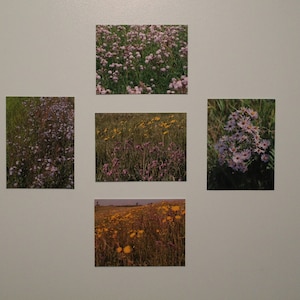 Prairie Flowers and Grasses Photo Grouping - 5 Photographs (Digital Copies)