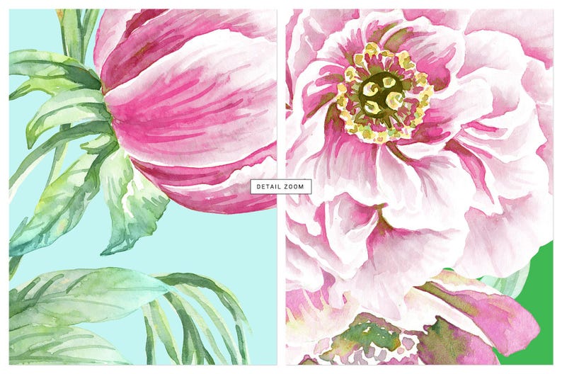 Op de afbeelding: Waterverfschilderij van een roze pioenroos met groene bladeren tegen een lichtblauwe achtergrond. De rechterkant van de afbeelding toont een close-up van het midden van de bloem. De tekst "DETAIL ZOOM" is zichtbaar.