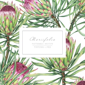 Pode incluir: Ilustração em aquarela de um padrão floral sem costura com flores de protea. As flores têm pétalas rosa e verdes com um centro bordô escuro. O texto "Neriifolia PATTERNS | MOTIFS TIFF(PSD) | PNG" está em um retângulo branco.