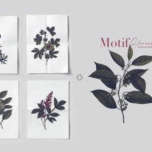Puede incluir: Conjunto de cinco ilustraciones bot&aacute;nicas que representan diferentes plantas con hojas verde oscuro y flores delicadas. Las ilustraciones est&aacute;n impresas en papel blanco y tienen un aspecto vintage.