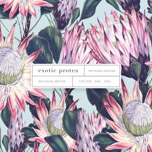 Op de afbeelding: Een naadloos patroon met roze en paarse protea-bloemen met groene bladeren op een lichtblauwe achtergrond. De tekst "exotic protea" staat in een wit kader met de woorden "patterns designs" en "individual motifs" in kleinere kaders eronder. De tekst "TIFF/PSD. PNG. JPEG" staat in een wit kader onder de andere kaders.