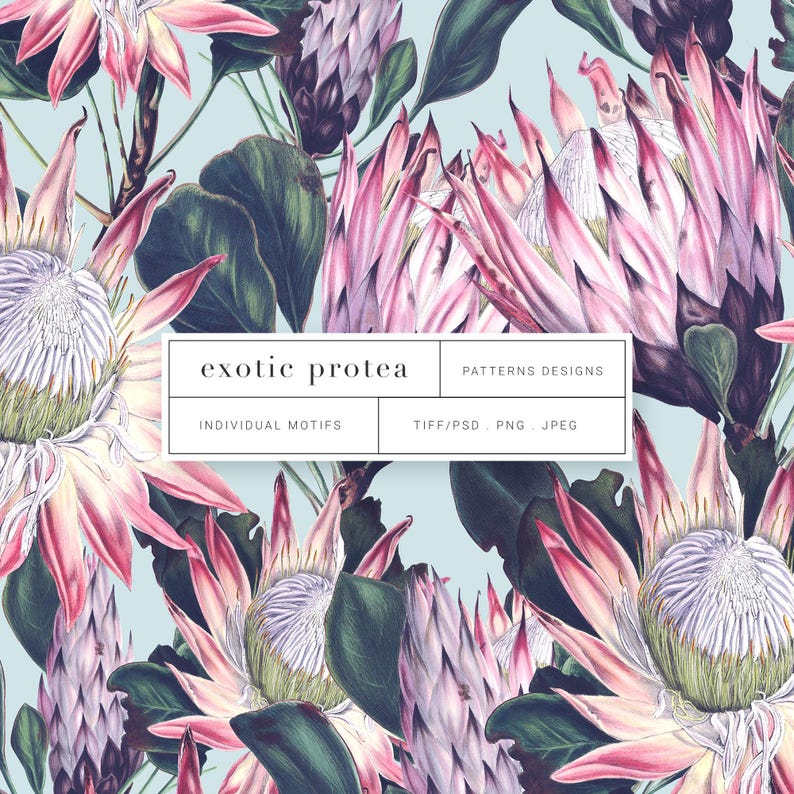 Protea Pattern Exotic Protea Seamless Print Patterns and Motifs! - Etsy