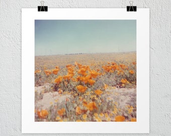Good 'ol California Poppies Vintage Fotodruck, Mohndruck, Mohnwandkunst, kalifornische Mohnblumenkunst