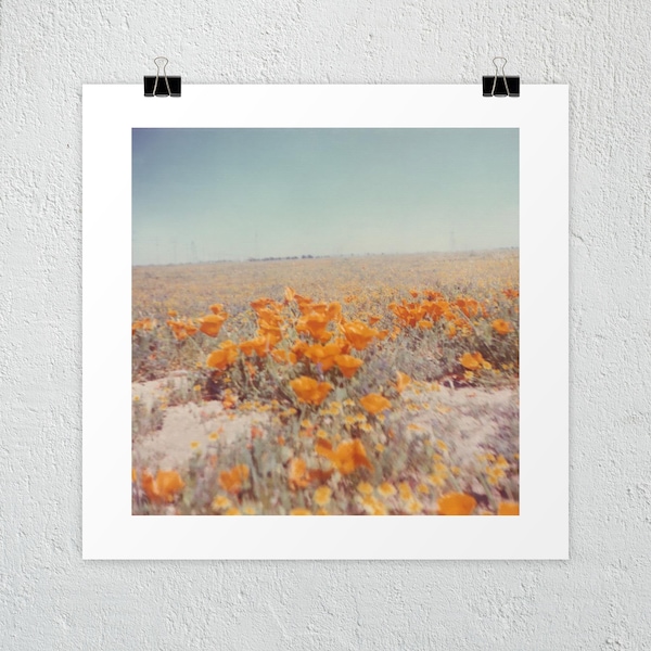 Good 'ol California Poppies Vintage Photo Print, Poppy print, Poppy wall art, California poppies art