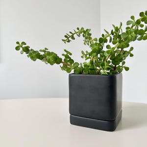 May include: A square, matte black ceramic planter with a small, green succulent plant. The plant has small, round leaves and reddish stems. The planter sits on a white surface against a white wall.