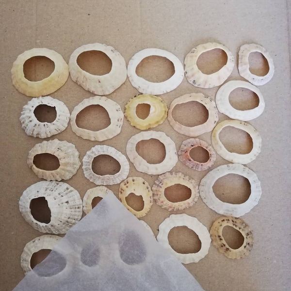 Natural shells for craft  // 25 limpet shell with hole // round circular // bundle lot scottish British finds