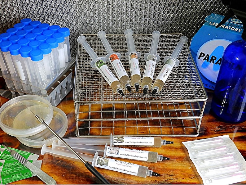 Mushroom Liquid Cultures Etsy