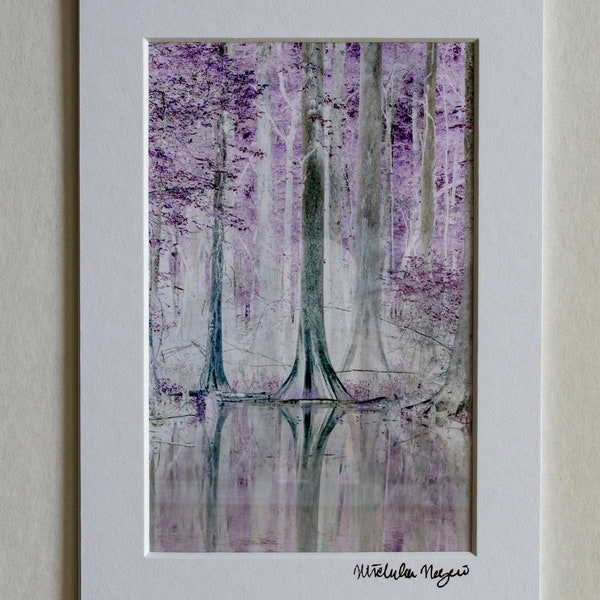 Ethereal Graces of Little Blue Springs Cypress Tree 4x6" Print Matted to 5x7"