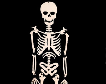 Skeleton Vector Files (dxf, Ai, bmp, svg, pdf)