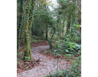 Forest Walk, #1 (Portland, Oregon)-- Vertical Matte Poster