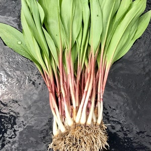 May include: A bunch of fresh wild ramps with green leaves and red stems, showing the roots.