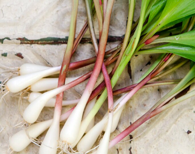 Fresh Wild Ramps / Leeks 1lb onion Family Etsy