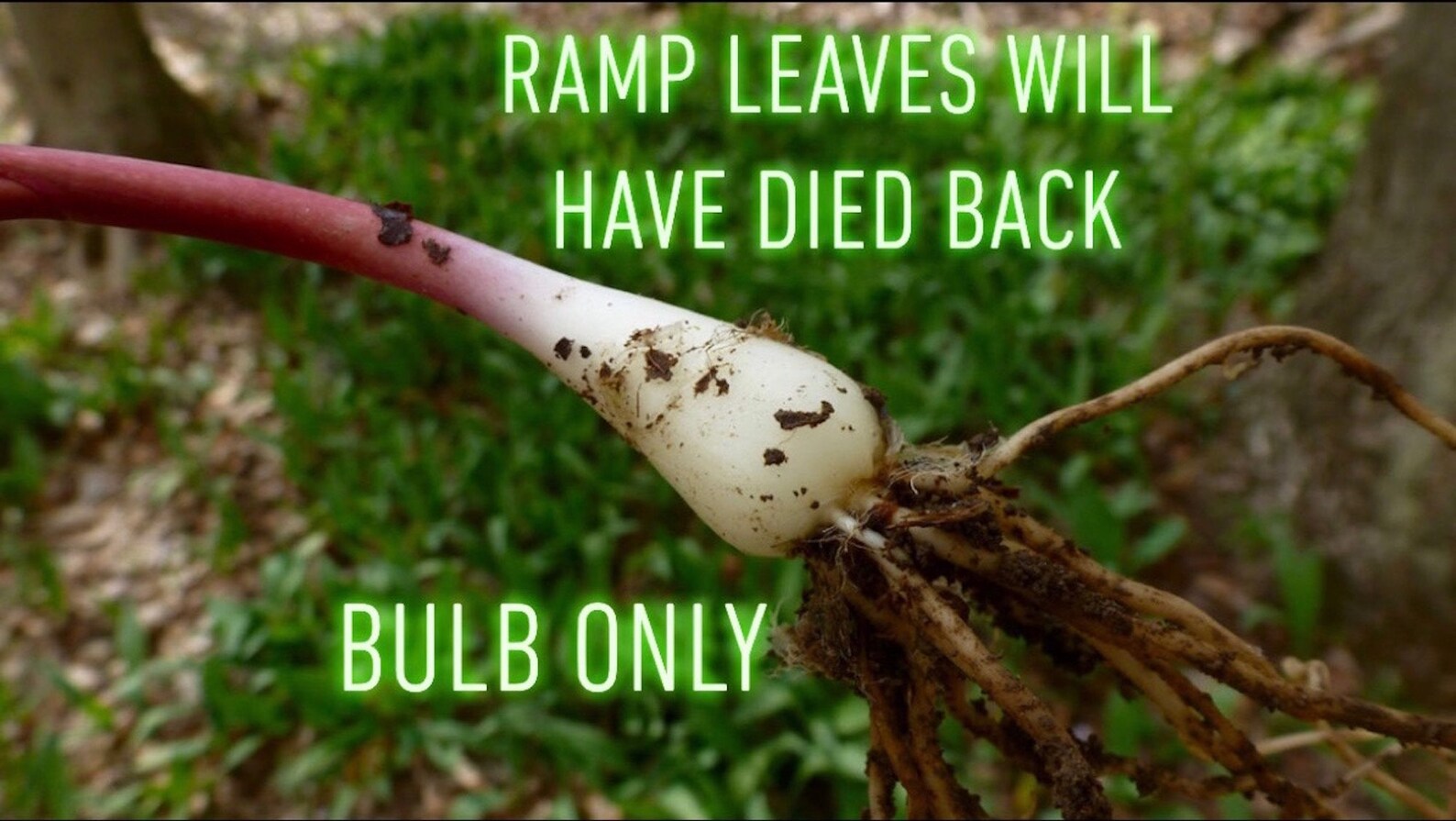 Extra LARGE Wild Ramp Bulb Only Leek Bulbs to cook or Etsy