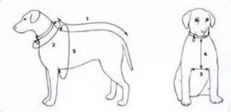 Op de afbeelding: Diagram met instructies voor het meten van een hond voor een harnas. De eerste afbeelding toont een hond die staat met een harnas aan, met nummers die aangeven waar te meten. De tweede afbeelding toont een hond die zit met nummers die aangeven waar te meten.