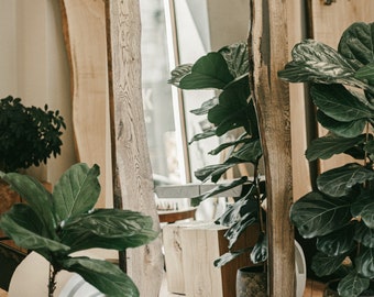 Op de afbeelding: Een grote, rechthoekige houten spiegel met een natuurlijk, ruw-rand frame. De spiegel leunt tegen een muur en weerspiegelt een helder raam en interieur. Het frame is gemaakt van lichtgekleurd hout. De afbeelding toont ook potplanten en de tekst "Oaky Oak furniture".