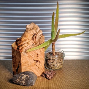 Pode incluir: Uma planta de aloe vera em um pequeno frasco de vidro, com um grande bloco de madeira texturizada e uma pequena pedra gravada. A aloe vera tem folhas longas e verdes com bordas avermelhadas. O bloco de madeira é marrom claro com padrões de grãos intrincados.