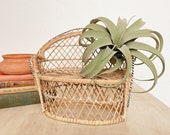 70s Wide Rattan Wicker Peacock Chair Plant Stand Boho Decor