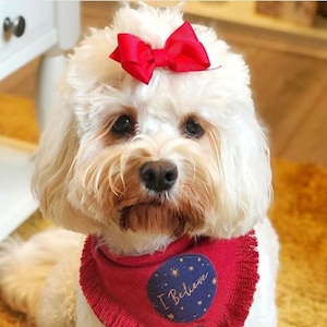 May include: A white dog wearing a red bandana with a blue circle that says "I Believe" in gold lettering. The dog is wearing a red bow on its head.