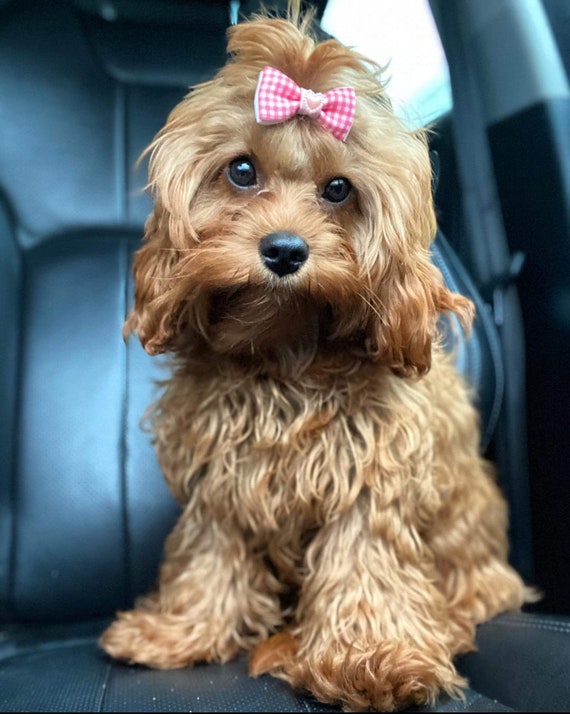 Perfect on sale dog bows