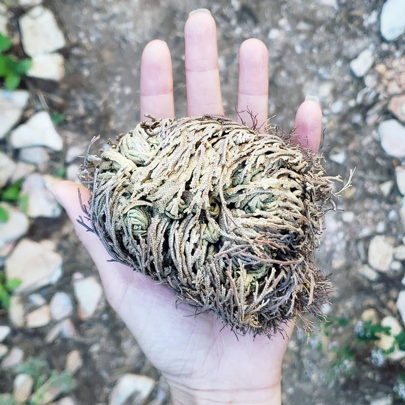 Rose of Jericho Plant | Etsy