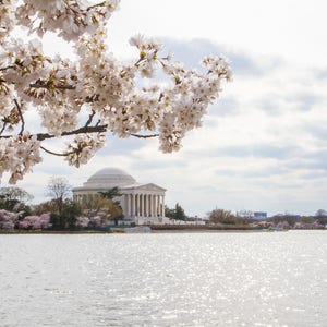 View of Jefferson Memorial and Cherry Blossoms, Digital Image