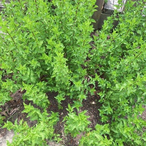 Organic Sundried Mint Leaves
